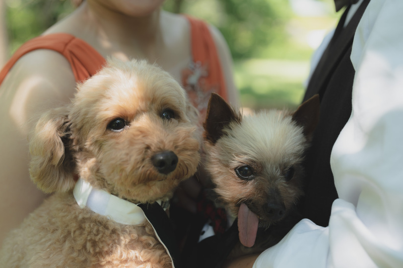 ペットの個性を活かした撮影