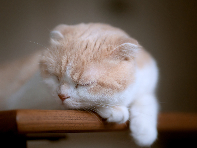 arte KiKi_ペットと一緒に撮影できる