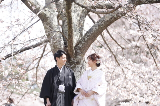 【2026年桜花期シーズンご撮影の方へ】桜キャンペーンCプラン◆&yen;39,800でデータ10カット◆サクッとミニロケプラン