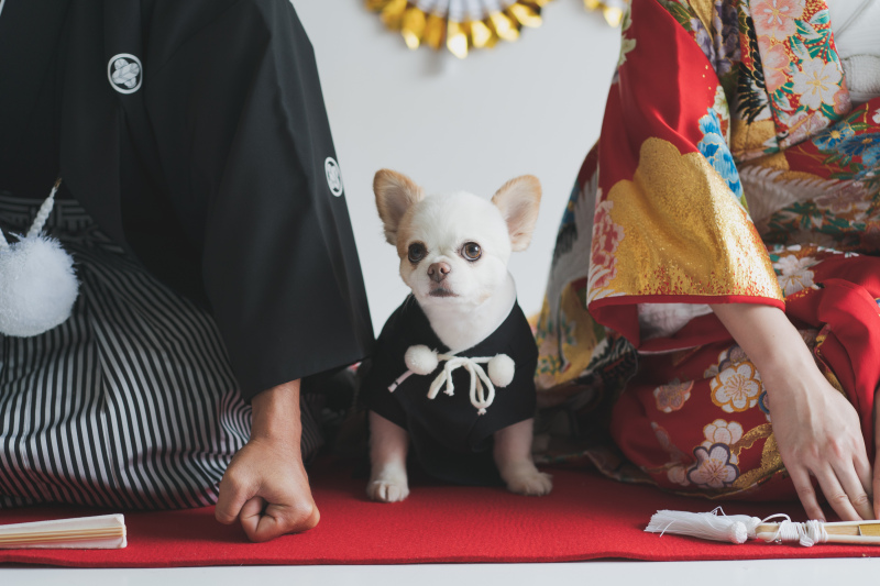 ラヴィファクトリー東京お台場店_ペットと一緒に撮影できる