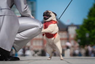 tagless tokyo_《家族・ペットと撮影》