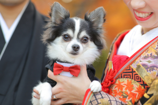 わんちゃんも主役！