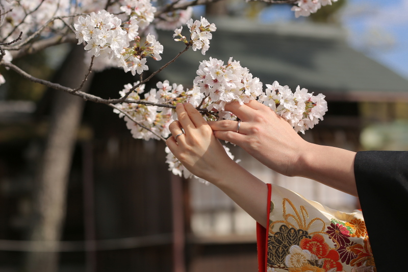 満開の桜がお出迎え❀