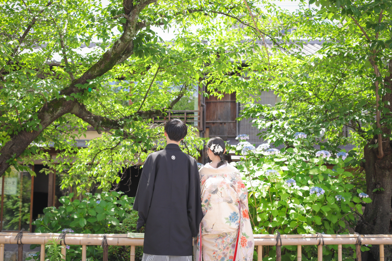 紫陽花シーズン