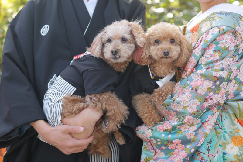 わんちゃんアップ