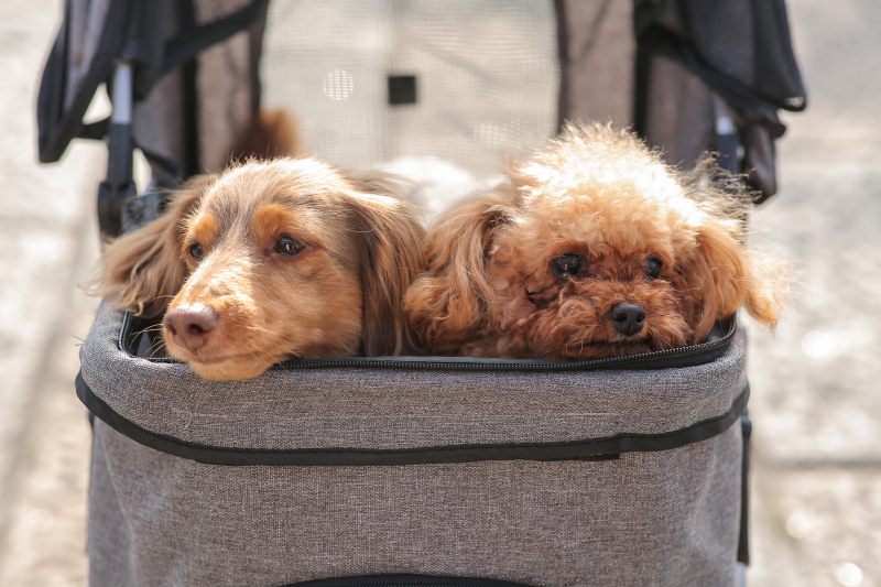 お利口さん(∗❛ัᴗ❛ั∗)