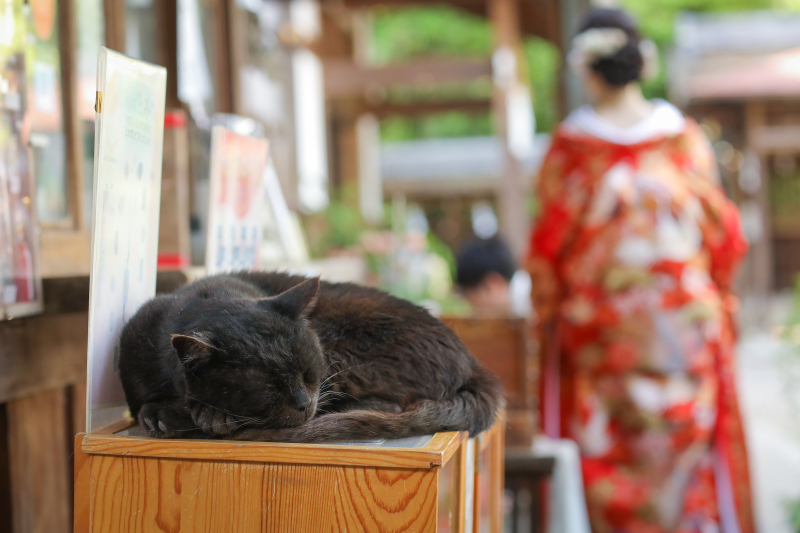 クロネコ(^•x•^)