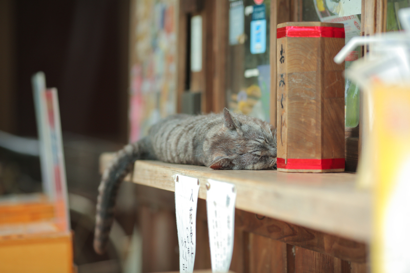 看板猫もお昼寝日和