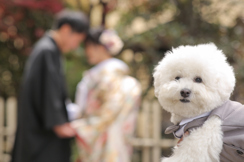 かわいいわんちゃんとᐡ˃̤ ᴥ ˂̤ᐡ♡