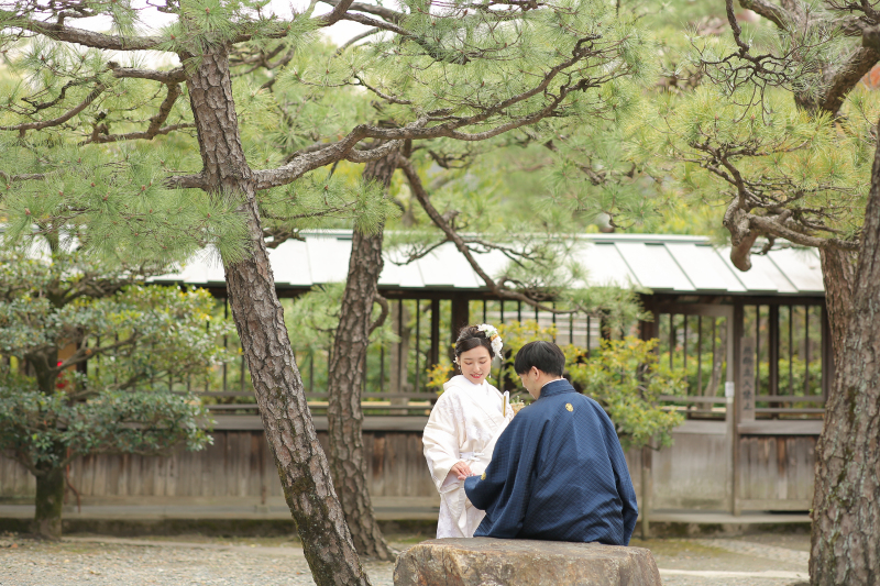 たくさんの松がお出迎え