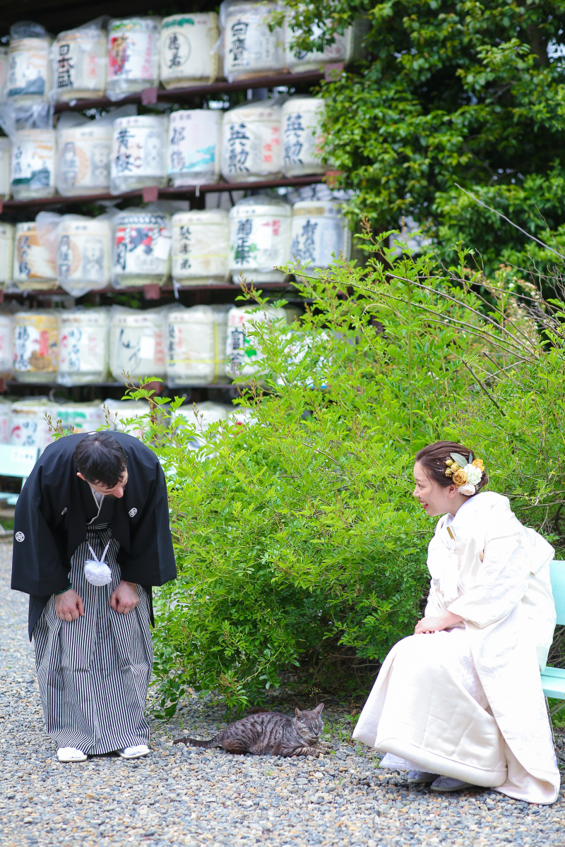 にゃんこ、発見