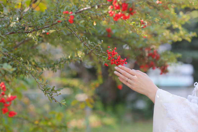 セイヨウナナカマド✿