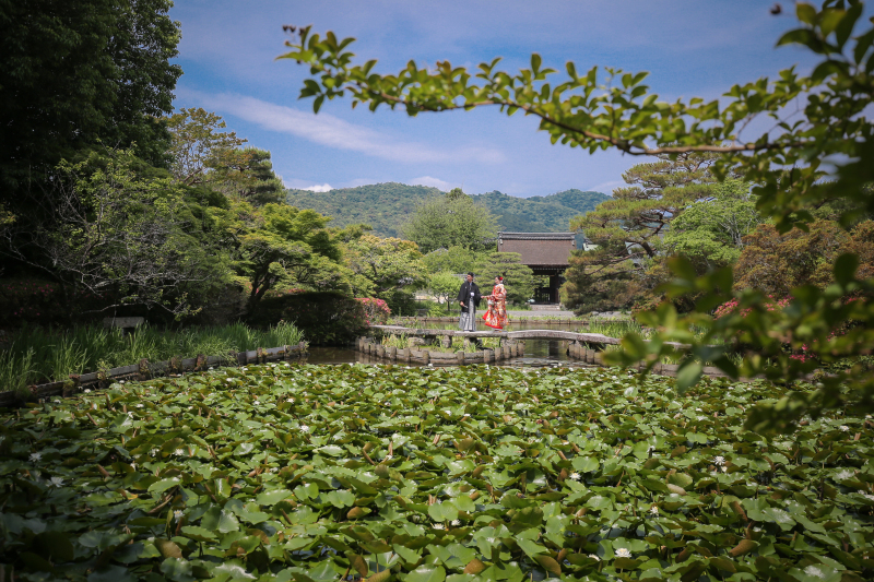 蓮の花、見頃です!!