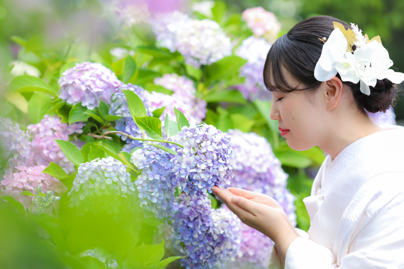紫陽花に囲まれて