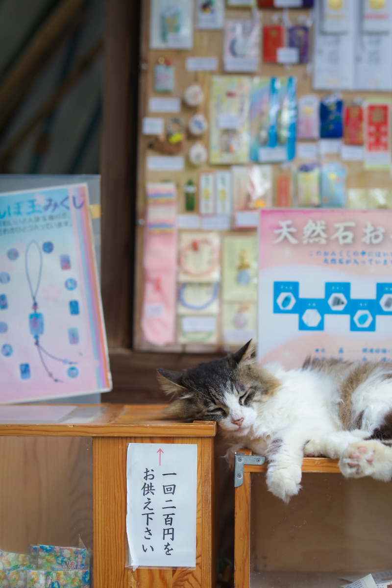 スヤスヤねこちゃん発見！