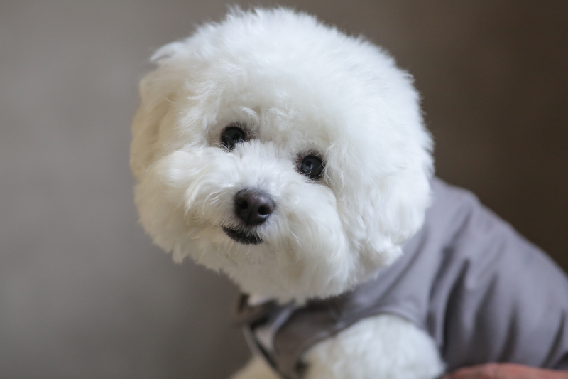 ストーリーテラー　京都サロン_ペットと一緒に撮影できる