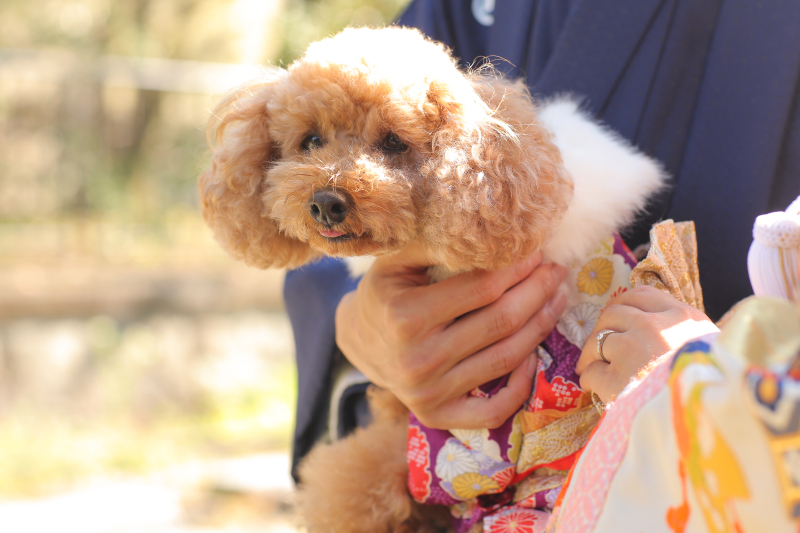 ストーリーテラー　京都サロン_ペットと一緒に撮影できる