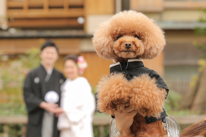 ストーリーテラー　京都サロン_ペットと一緒に撮影できる