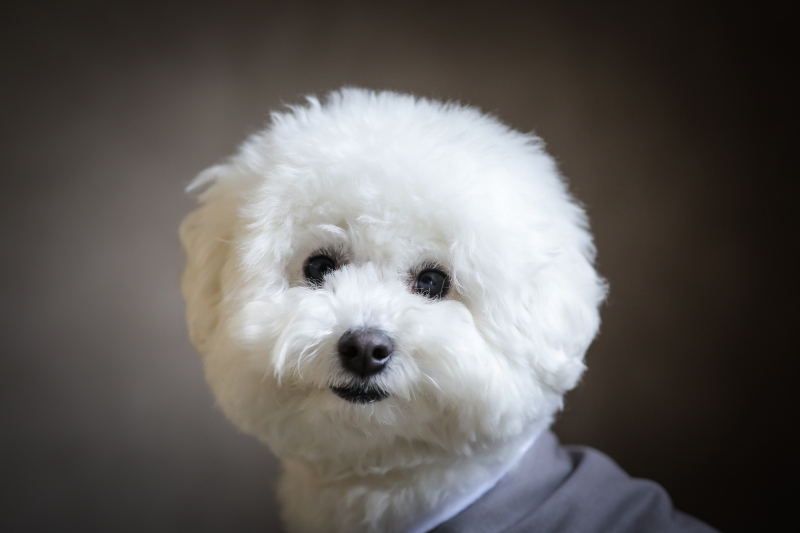 ご家族やペットとの撮影もOK