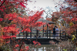 ストーリーテラー　京都サロン_植物園
