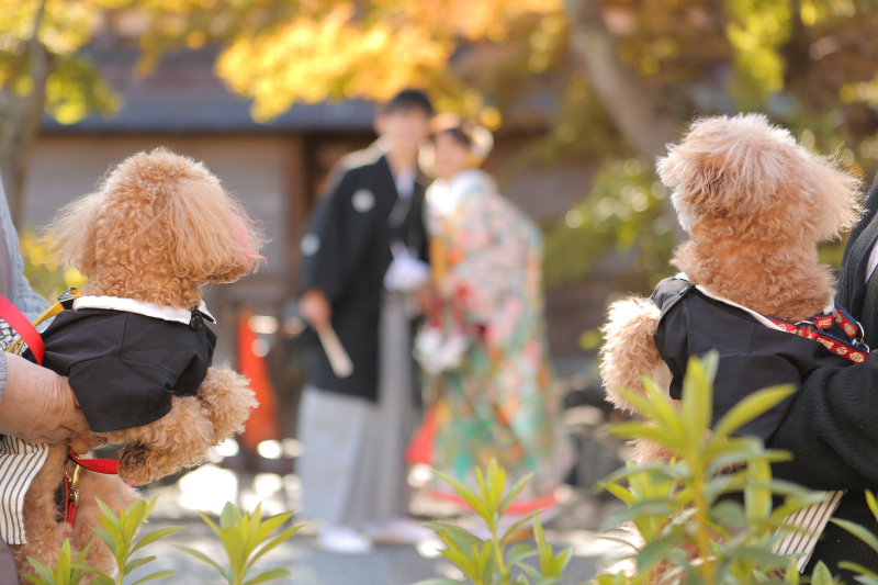 【秋の祇園白川】タイパ抜群!気軽に叶う和装フォト《和装1点(白無垢or色打掛)》補正済みデータ150カット/13:00終了予定