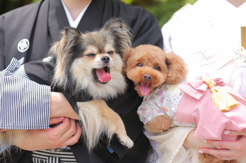 わんちゃんと一緒に♩【祇園白川 or 鴨川】 和装1点 補正済みデータ150カット