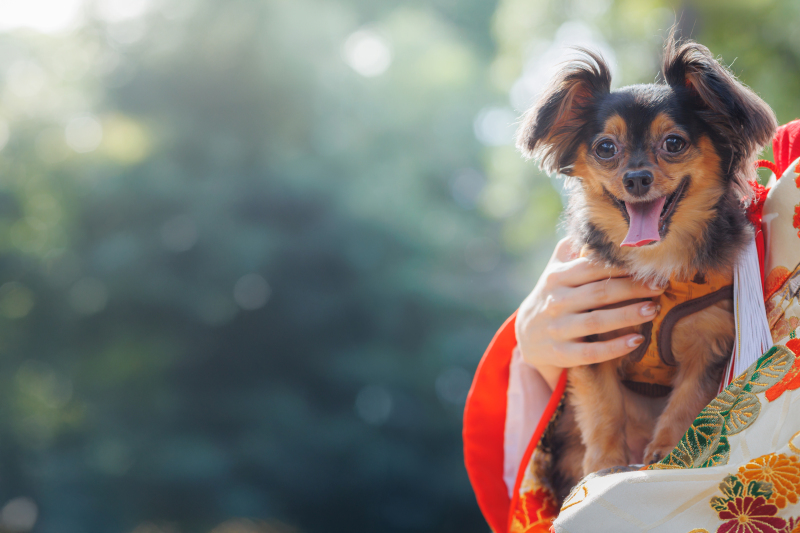 【円山公園】和装1点(白無垢or色打掛) 補正済データ150カット付