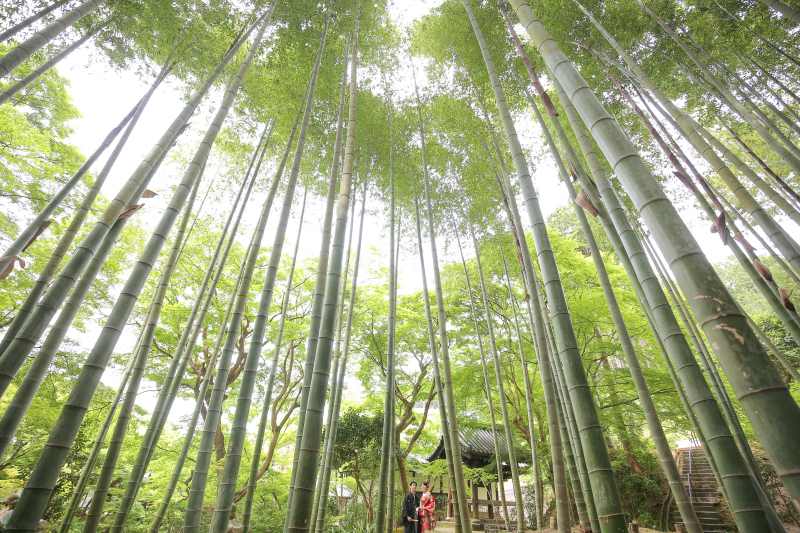 【圓光寺(えんこうじ) 竹林・庭園・和室】和装1点(白無垢or色打掛) 補正済データ200カット付