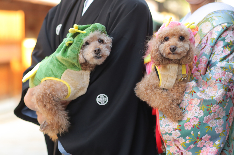 ペットと一緒♩【選べるロケ地】 和装１点 補正済みデータ150カット