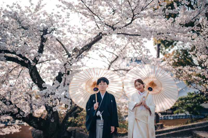 満開の桜の下で和傘をさして