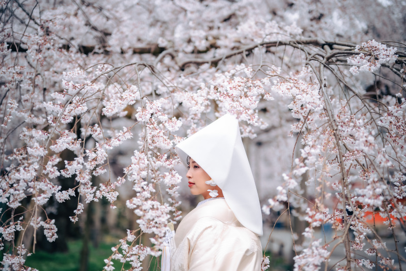 満開の桜とソロショット