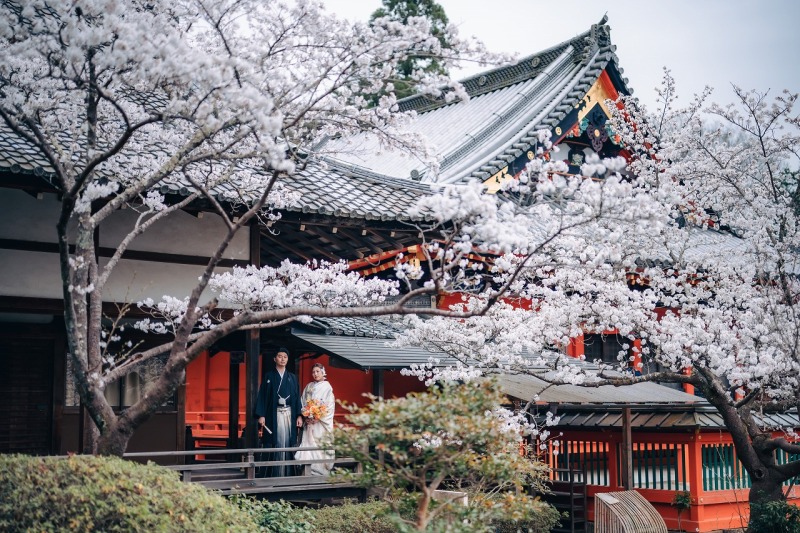 桜前撮り人気のため｜3/30-4/5撮影枠を1枠増やしました　￥88,000