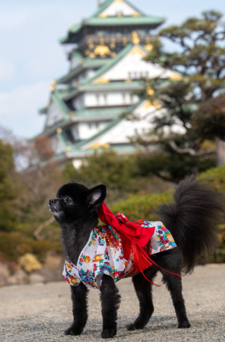 どう！おめかししてきたよ！和洋プランワンちゃんもご参加いただきました