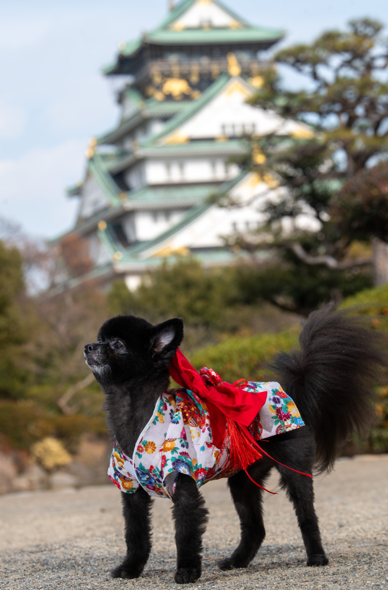 どう！おめかししてきたよ！和洋プランワンちゃんもご参加いただきました