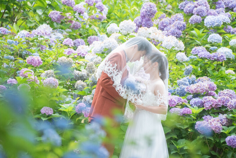 紫陽花のお花も