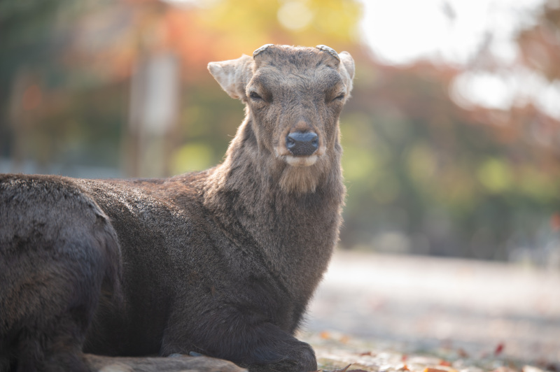 鹿さんがお煎餅をよこせと睨んできました