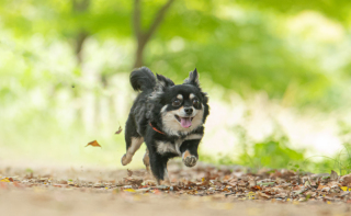 僕も嬉しくて走ります