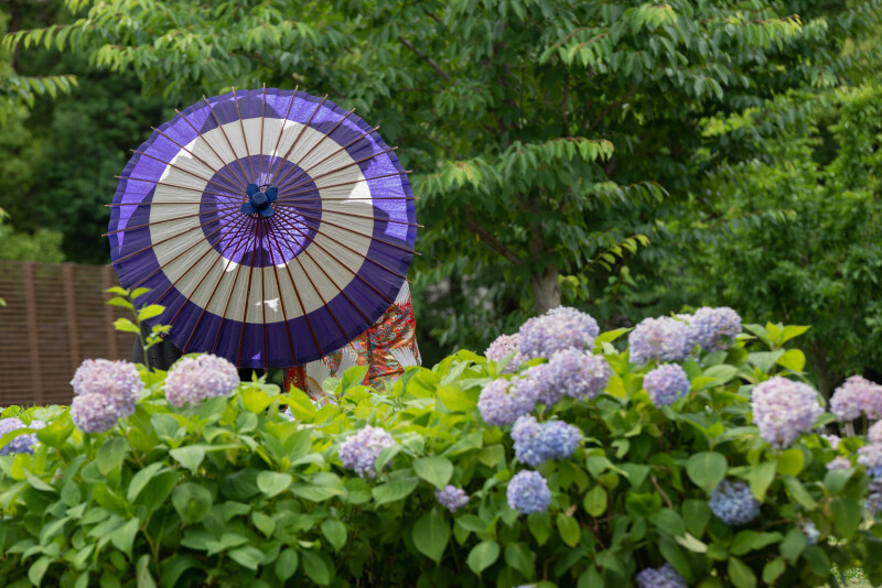 今日は色打掛から撮影です