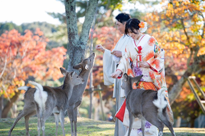 奈良公園の醍醐味、鹿との撮影