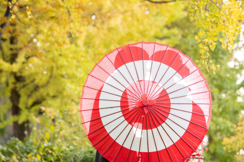 色打掛にあったイチョウエリアから撮影開始しました