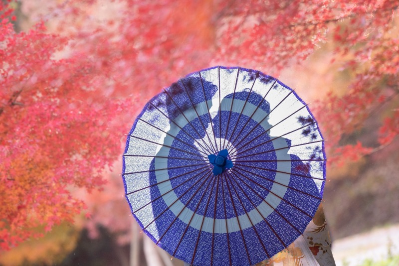 大阪城にはモミジのエリアもございます