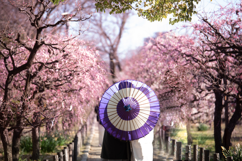 和装で梅のロケでも89,800円でご案内