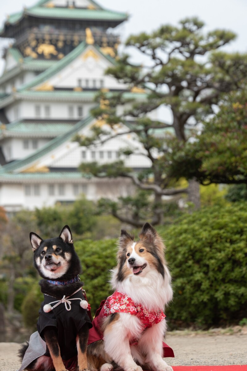 ご希望あればわんちゃん（ペット）のソロ撮影も