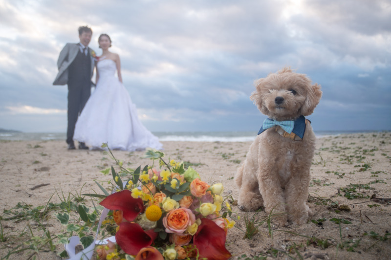 前撮り結婚式.com 縁photo _海で撮影できる