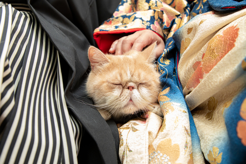 猫ちゃんアップ