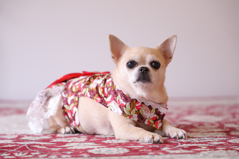 ワンちゃんソロ１