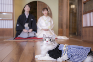 ペット撮影にはかなり自信があります！！動物が大好きなので、ワンちゃんねこちゃんはもちろん、ウサギやインコなどのお撮影の実績もございます！かわいく、楽しく、そしてペットに無理なくお撮影しましょう！！