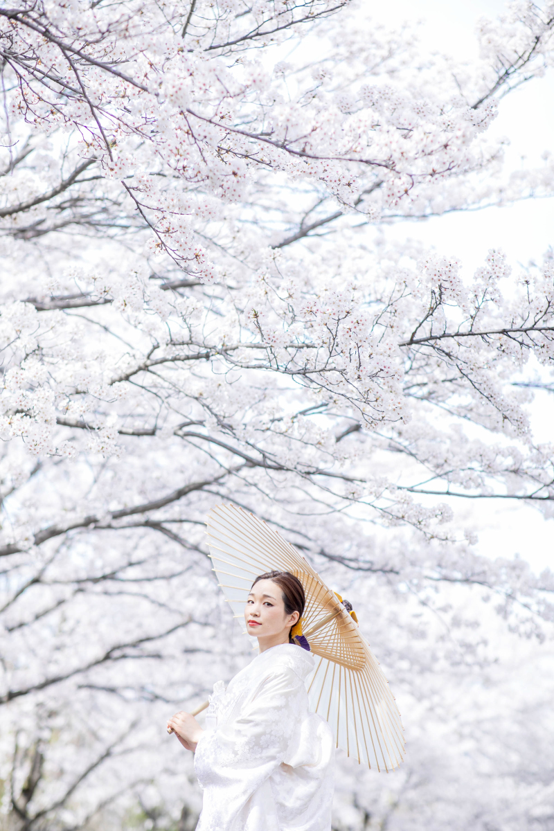 白無垢と桜