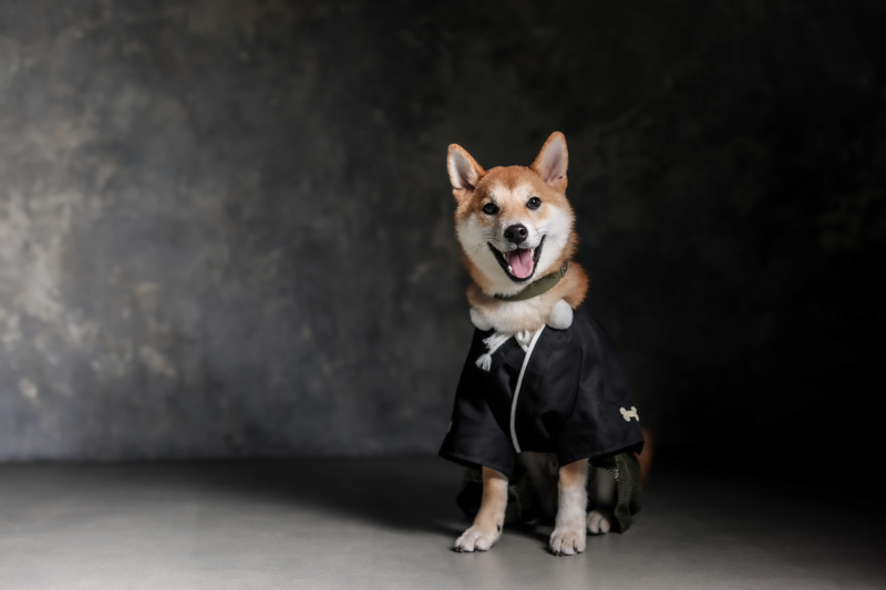 大切なわんちゃんのお写真もかっこよく撮影♪