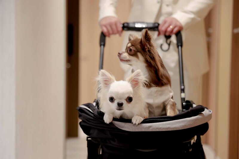 ワンちゃんも少し緊張気味?